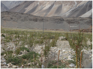 Phobrang plantation site in 2016